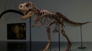 This Rare, Complete Gorgosaurus Fossil Is About To Be Auctioned at Sotheby’s in NYC