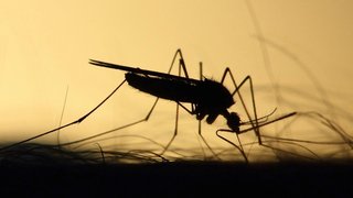 Mosquito Populations Are Spreading Further and Further Every Year Due to Warmer Climate