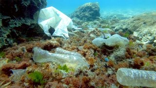 Microplastic Ingestion Linked to New Disease in World First