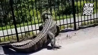 Alligator breaks through fence like it's nothing