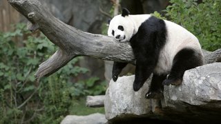 U.S. zoo says farewell as 'iconic' pandas head to China