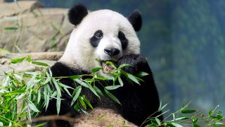 Washington, D.C., Zoo loses giant pandas to sour China-U.S. relations