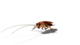 Here’s How Cockroaches Survived the Asteroid That Killed Dinosaurs